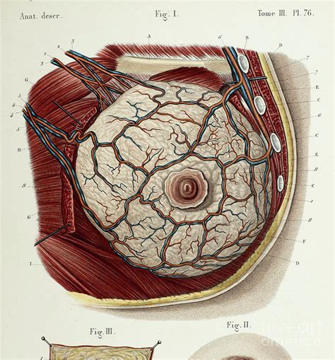 boobs|Breasts: Anatomy, Types, and Conditions